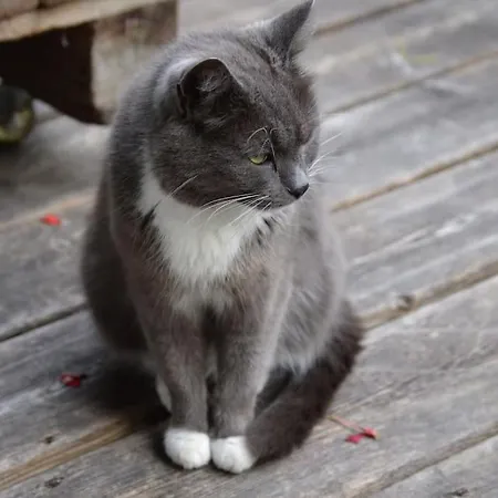 Herberge. 46 Апартаменти *