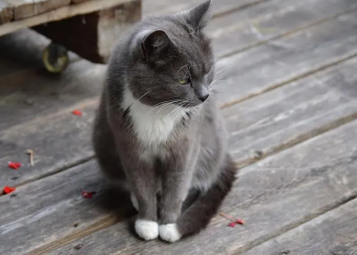 Herberge. 46 Lejlighed *